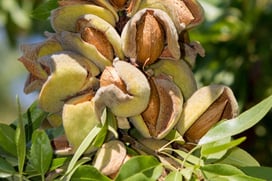 How-to-Grow-and-Care-for-Almond-Trees-Featured